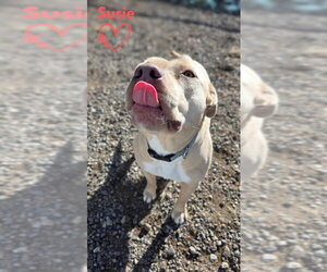 Susie - Female American Pit Bull Terrier-Unknown Mix Dog for Adoption - Photo #6
