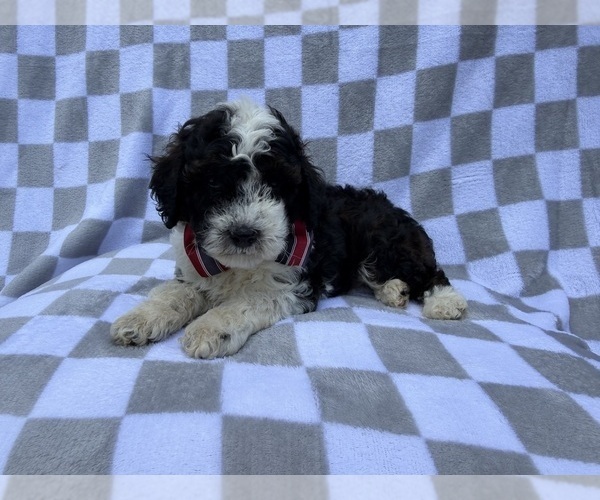 Medium Photo #2 Cockapoo (Miniature) Puppy For Sale in LAKELAND, FL, USA