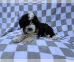 Small #1 Cockapoo (Miniature)