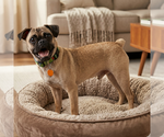 Small #1 Pug Mix