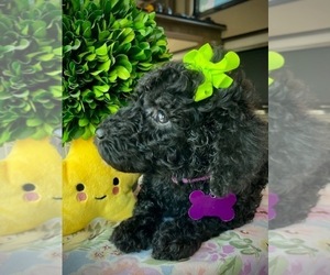 Poodle (Standard) Puppy for sale in PIGEON FORGE, TN, USA