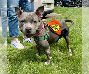 American Staffordshire Terrier Dogs for adoption in Lawrenceville, NJ, USA