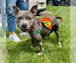 Small American Staffordshire Terrier