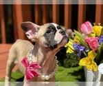 Puppy Skyler French Bulldog