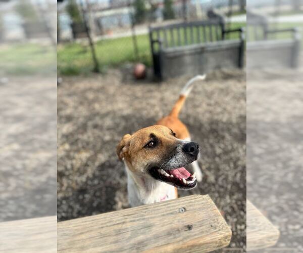 Medium Photo #7 Mutt Puppy For Sale in Elmsford, NY, USA
