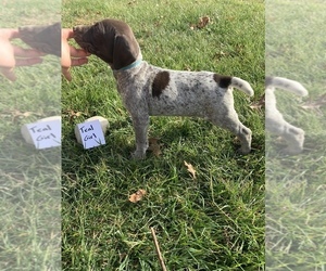 German Shorthaired Pointer Puppy for Sale in HILLSBORO, Ohio USA
