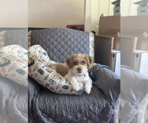 Medium Photo #1 Havanese-Unknown Mix Puppy For Sale in Banning, CA, USA