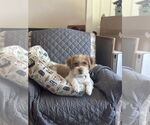 Small Havanese Mix