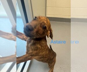 Labrador Retriever-Unknown Mix Dogs for adoption in Hilton Head, SC, USA