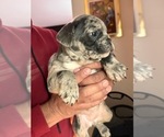 Puppy Princess French Bulldog
