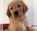 Small #1 Golden Retriever