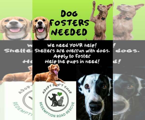 Medium Photo #2 Mutt Puppy For Sale in Crystal, MN, USA