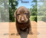 Puppy Green Labrador Retriever
