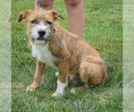 Small #1 Boxer Mix