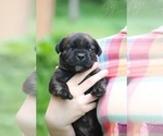 Puppy Ralphie Boerboel