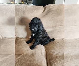 Goldendoodle Puppy for sale in PENROSE, CO, USA