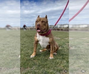 American Bully Dogs for adoption in LATHROP, CA, USA