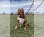 Small Photo #1 American Bully Puppy For Sale in LATHROP, CA, USA