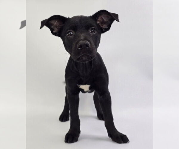 Medium Photo #14 Labrottie Puppy For Sale in Lakewood, CO, USA