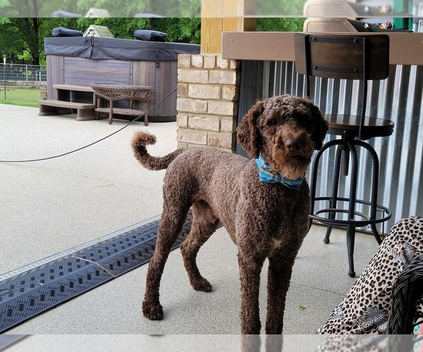 Medium Photo #5 Goldendoodle Puppy For Sale in WASHINGTON, GA, USA