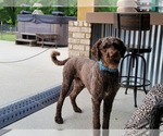Small Photo #5 Goldendoodle Puppy For Sale in WASHINGTON, GA, USA