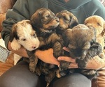 Small Bernedoodle (Miniature)