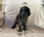 Small #2 Poodle (Standard)