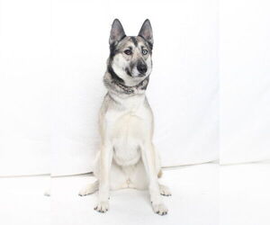 *BOOTS - Female Gerberian Shepsky Dog for Adoption - Photo #2