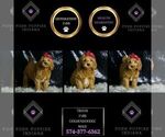 Small Photo #48 Goldendoodle (Miniature) Puppy For Sale in WARSAW, IN, USA