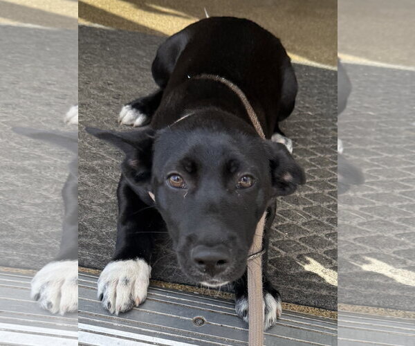 Medium Photo #5 Siberian Husky-Unknown Mix Puppy For Sale in Sanford, FL, USA