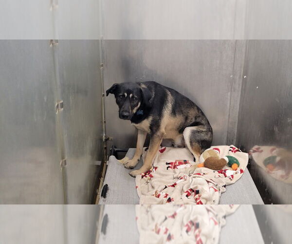 Medium Photo #2 Shepradors Puppy For Sale in La Porte, IN, USA