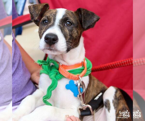 Medium Photo #4 Mutt Puppy For Sale in Washington, DC, USA
