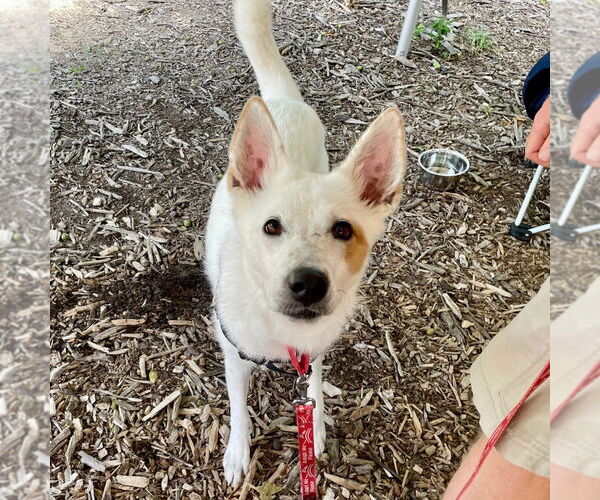 Medium Photo #8 Mutt Puppy For Sale in Canton, CT, USA