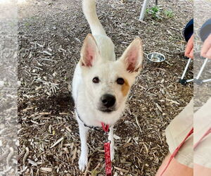 Juno - Female Mutt Dog for Adoption - Photo #8