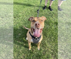 Boxer-Staffordshire Bull Terrier Mix Dogs for adoption in Chandler, AZ, USA