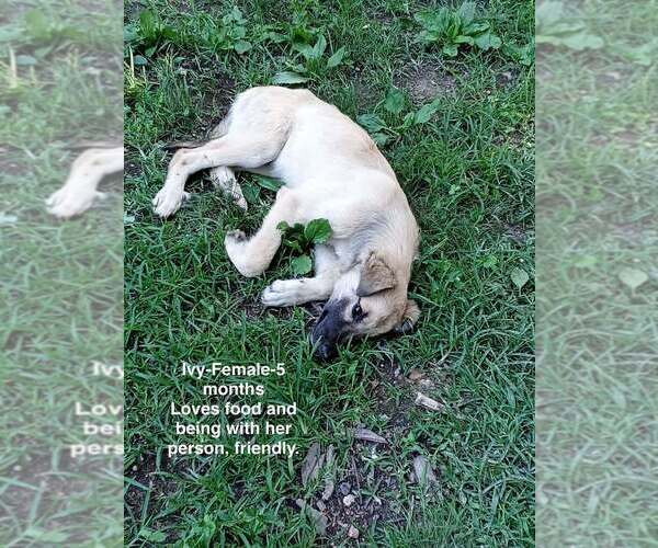 Medium Photo #3 Anatolian Shepherd-Unknown Mix Puppy For Sale in Aurora, IN, USA