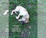Small Photo #3 Anatolian Shepherd-Unknown Mix Puppy For Sale in Aurora, IN, USA