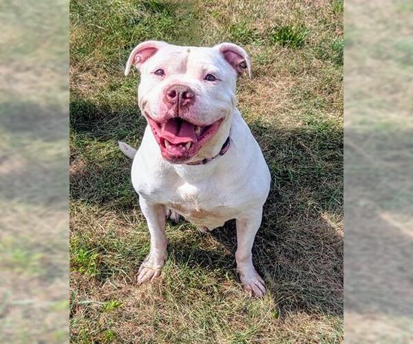 Medium Photo #1 American Bulldog-Unknown Mix Puppy For Sale in Akron, OH, USA