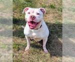 Small American Bulldog Mix