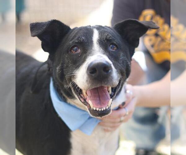 Medium Photo #1 Australian Shepherd-Unknown Mix Puppy For Sale in San Antonio, TX, USA