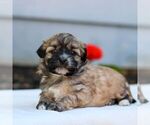 Small #2 ShihPoo