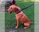 Small Photo #5 Irish Terrier-Unknown Mix Puppy For Sale in Fairfax, VA, USA