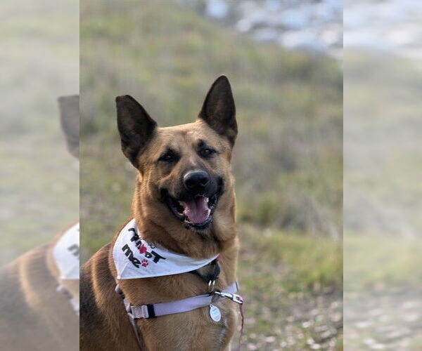 Medium Photo #3 German Shepherd Dog Puppy For Sale in Santa Maria, CA, USA