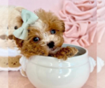 Poodles - Female Poodle (Miniature) Puppy for Sale - Photo #11