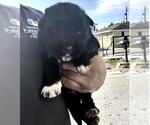 A663167 - Female Labrador Retriever-Unknown Mix Dog for Adoption - Small photo