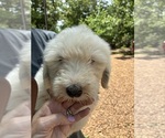 Small #5 Old English Sheepdog