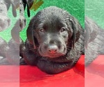 Small #3 Labrador Retriever