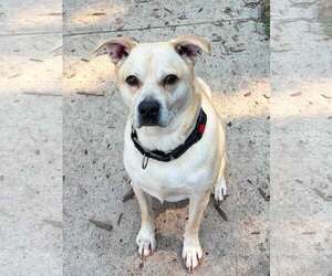 Gus - Male Mutt Dog for Adoption - Photo #6