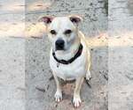 Small #5 Mutt
