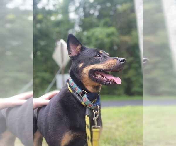 Medium Photo #12 Australian Kelpie-Rottweiler Mix Puppy For Sale in Brewster, NY, USA